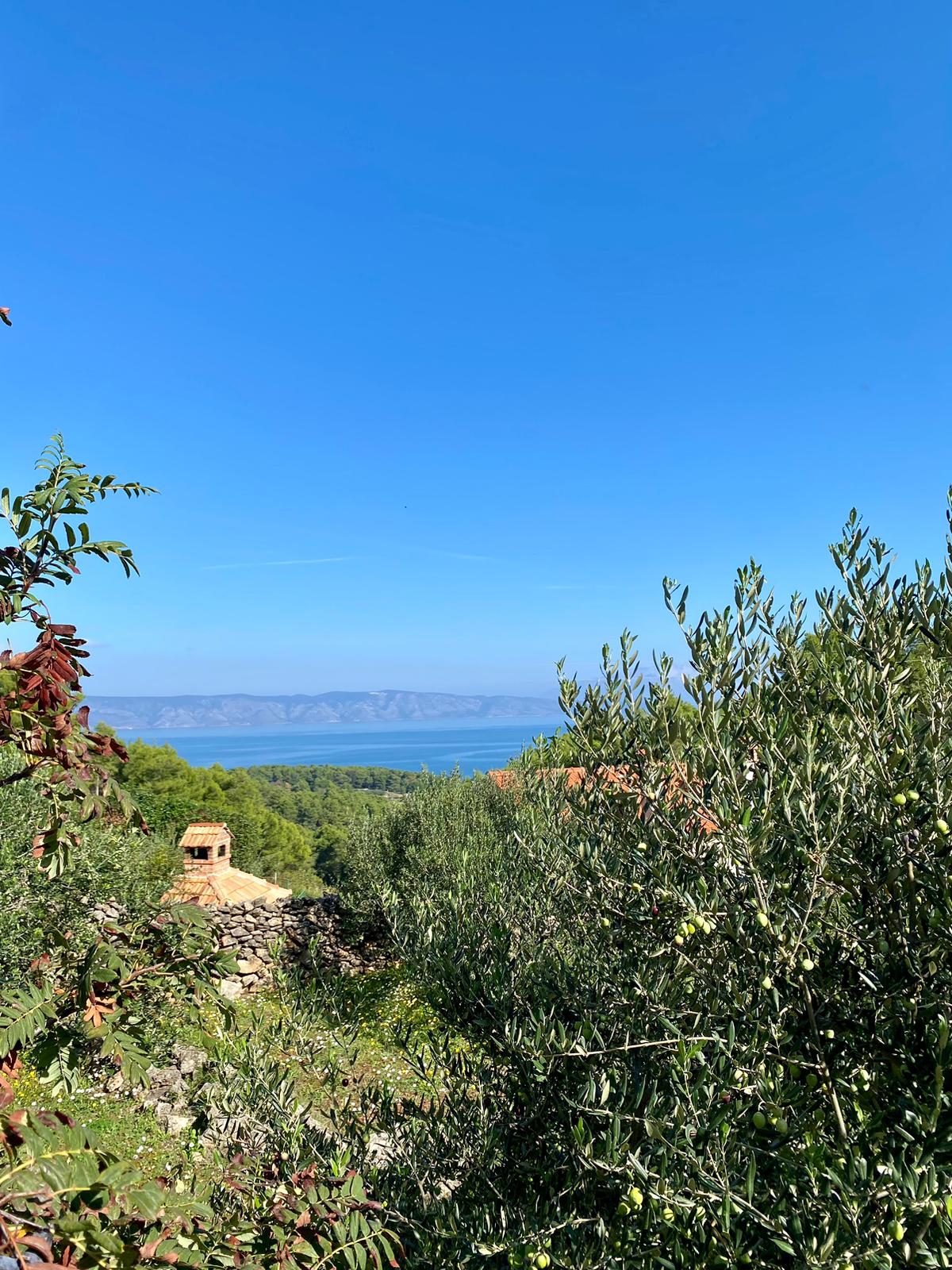 Olivenzweig mit Blick auf das Meer, Hvar