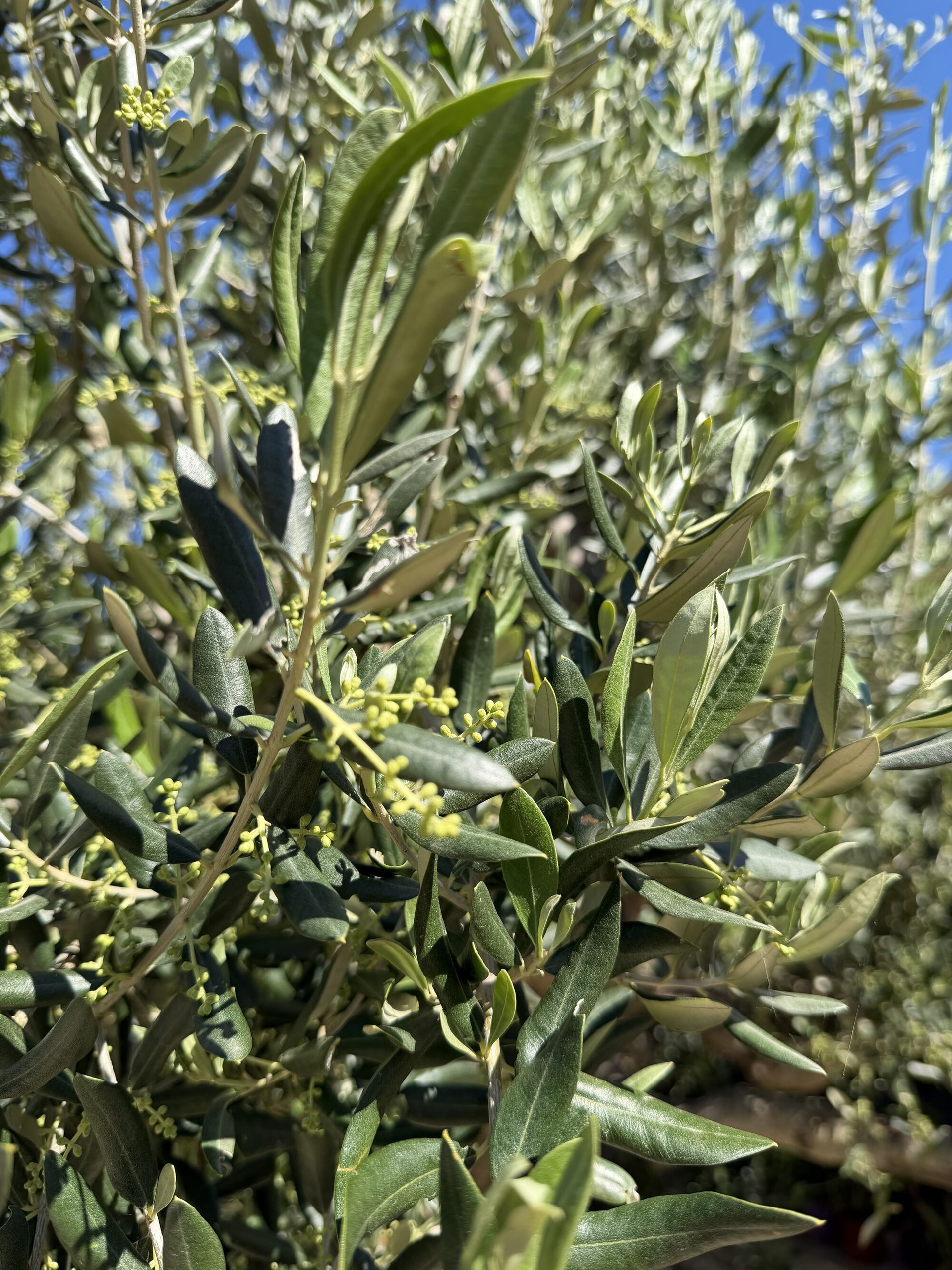 Olivenknospen am Baum, Hvar