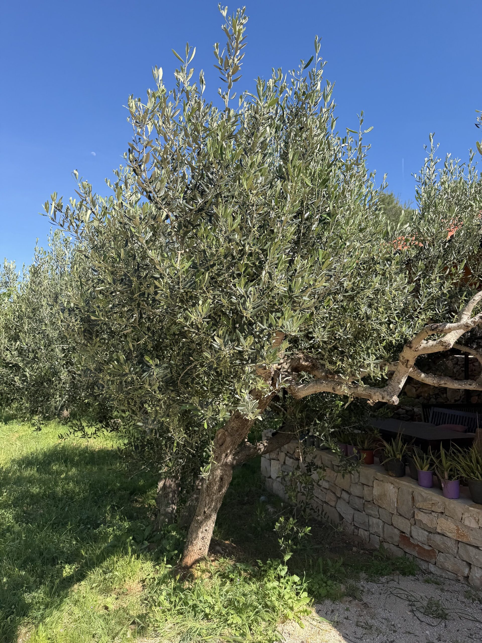 Alter Olivenbaum auf Humic, Hvar
