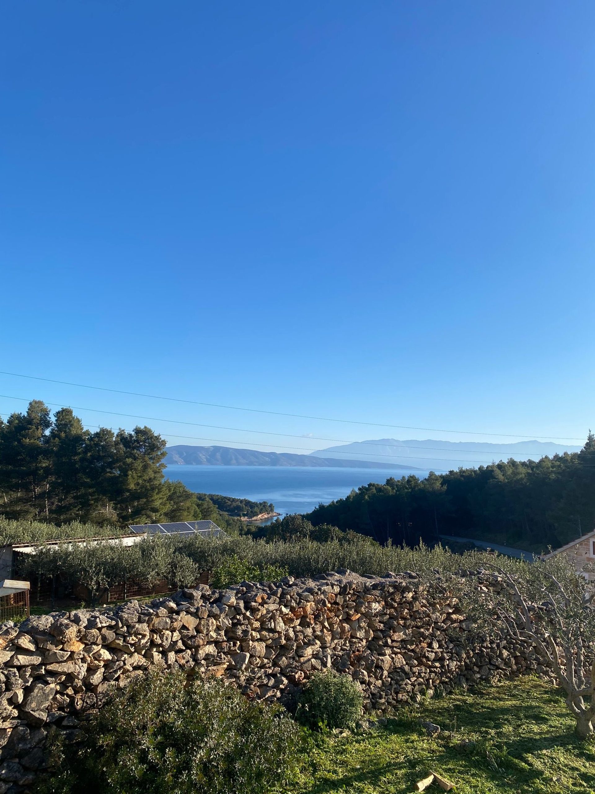 Steinmauer und Olivenbäume, Hvar