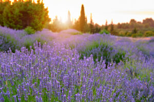 Lavendel Felder